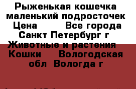 Рыженькая кошечка маленький подросточек › Цена ­ 10 - Все города, Санкт-Петербург г. Животные и растения » Кошки   . Вологодская обл.,Вологда г.